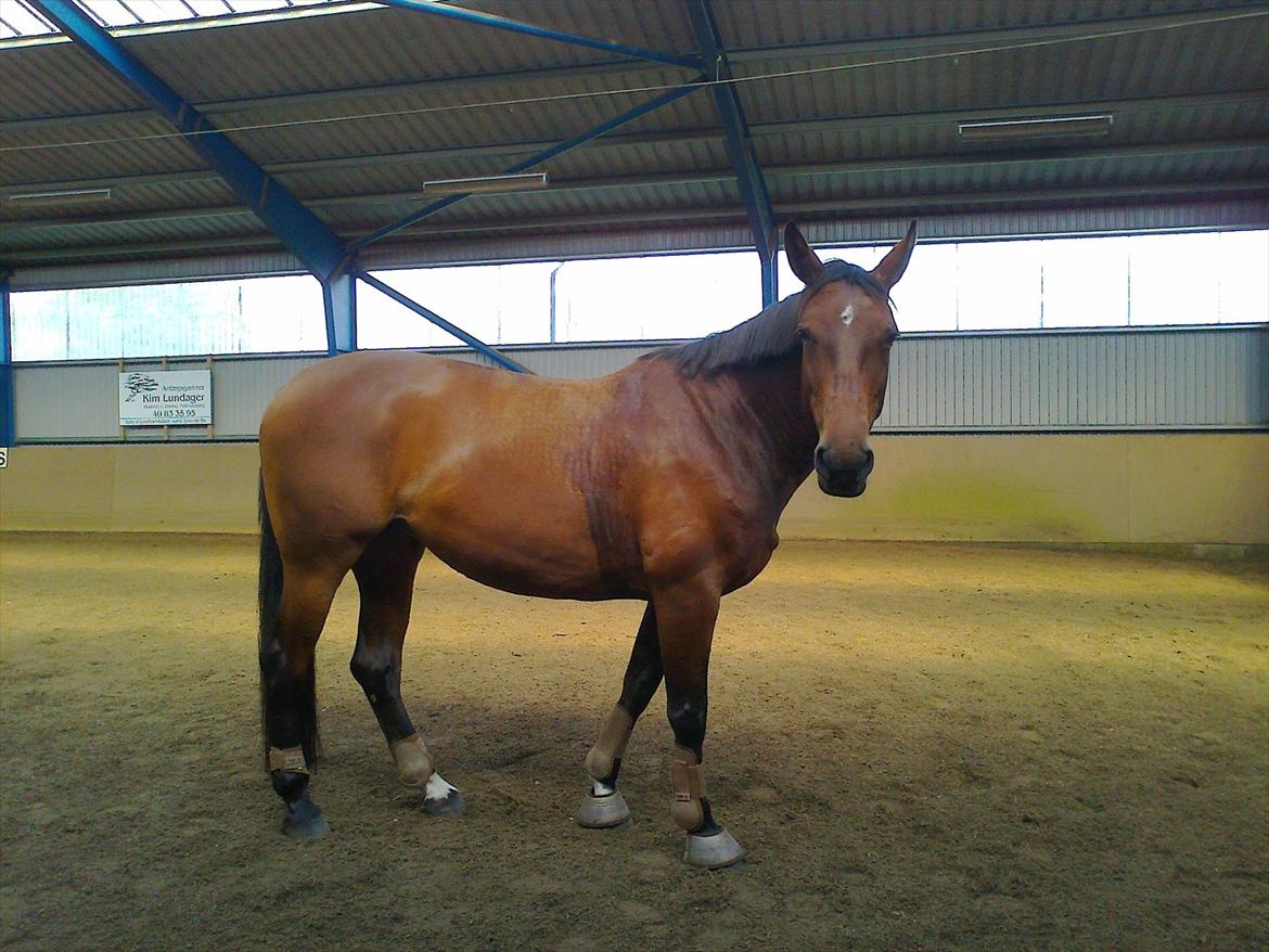 Dansk Varmblod Saint Petit  billede 5