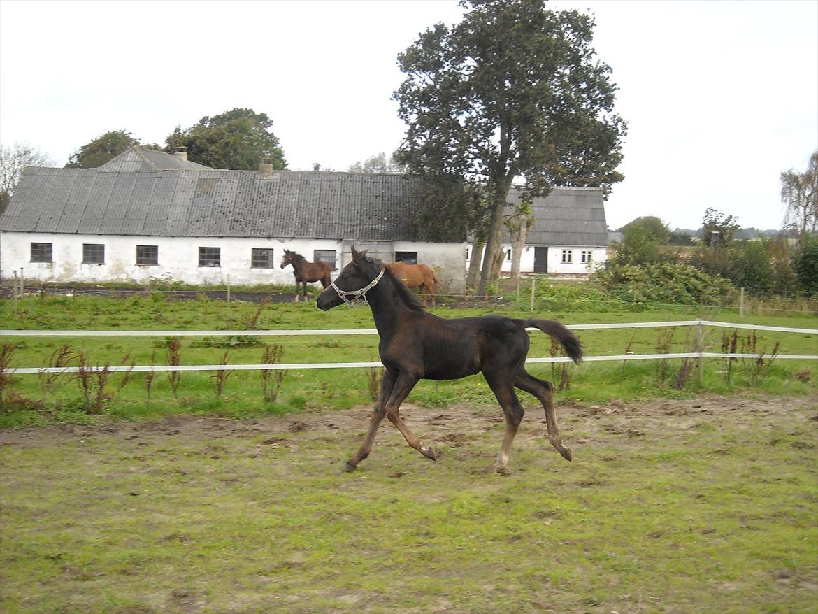 Anden særlig race Kastaniely's Temptation - ca. 3 måneder billede 9