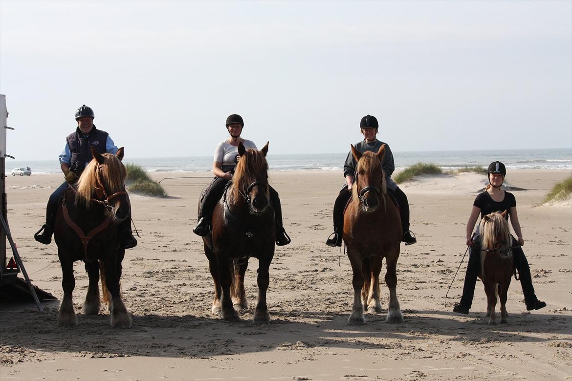 Shetlænder Sir Walther - med schleswigerne på tur ved stranden  billede 13