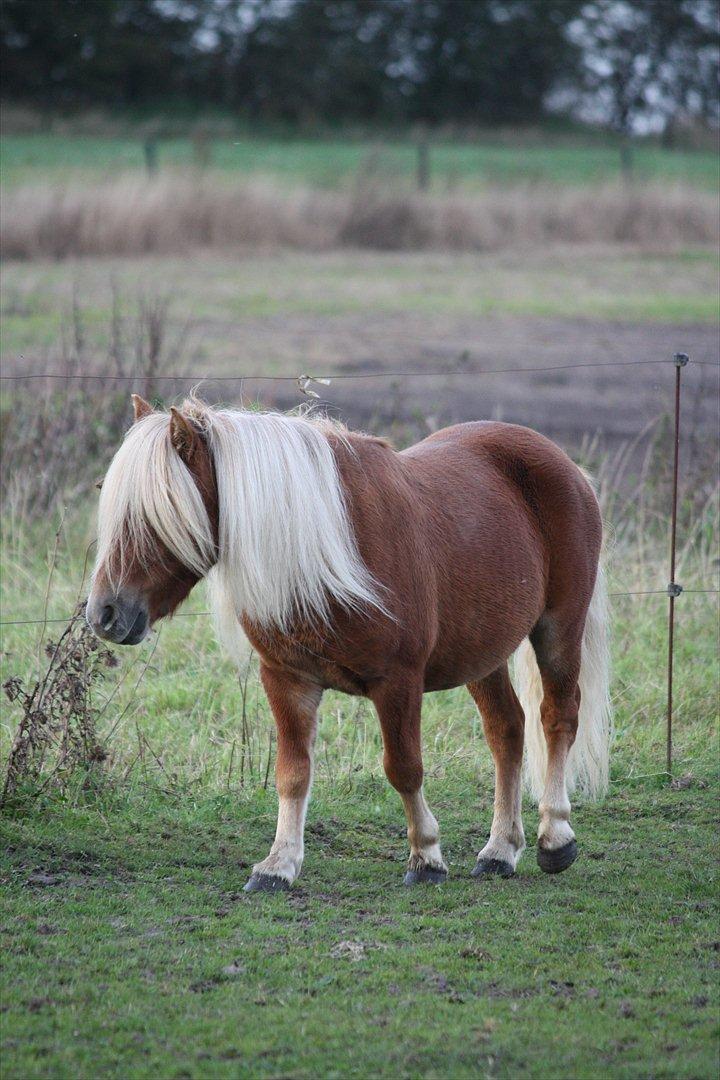 Shetlænder Sir Walther - helt ren efter en tur på stranden  billede 14