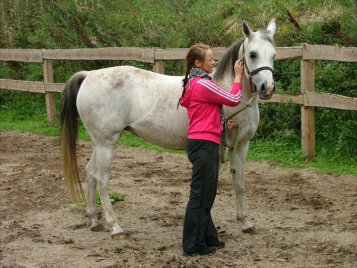 Arabisk fuldblod (OX) CA Fancy - Kort efter hjemkomst september 2011 billede 3