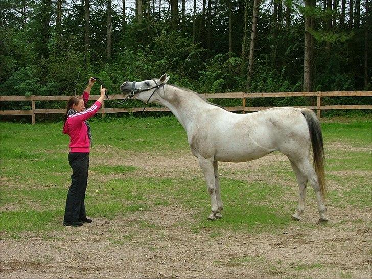 Arabisk fuldblod (OX) CA Fancy - Kort efter hjemkomst september 2011 billede 4