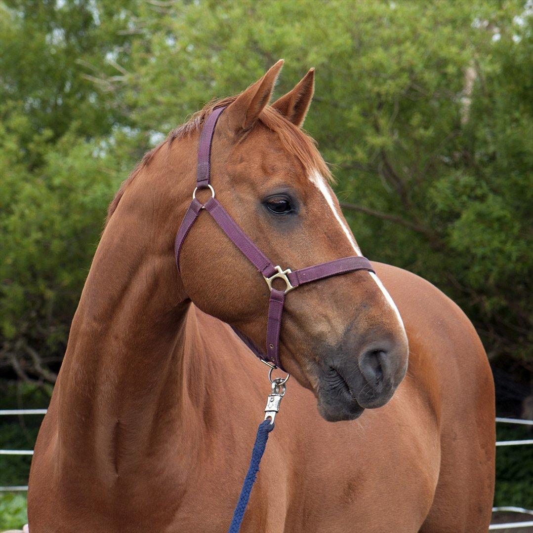 Dansk Varmblod Canton "R.I.P" billede 6