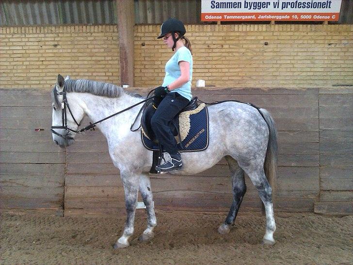 Anden særlig race Cirkeline *Tøsen/Cikke* *Elevpony* (Har redet) - Lækkerhed.dk d. 27 September 2011 billede 15