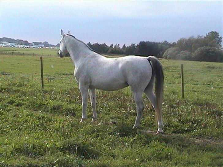 Arabisk fuldblod (OX) CA Fancy - August 2011...hos min veninde Alice, kort før hun kom hjem. billede 6