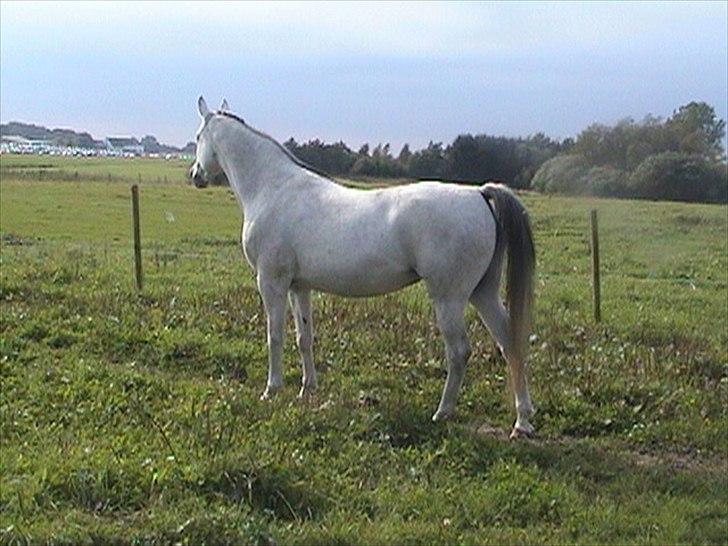 Arabisk fuldblod (OX) CA Fancy - August 2011...hos min veninde Alice, kort før hun kom hjem. billede 6