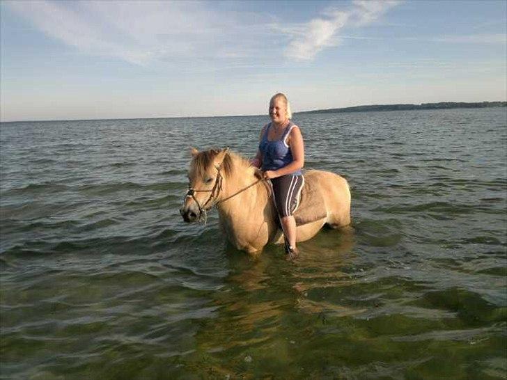 Fjordhest Nullen "Udlånt" - Badedyret 2august 2011 billede 16