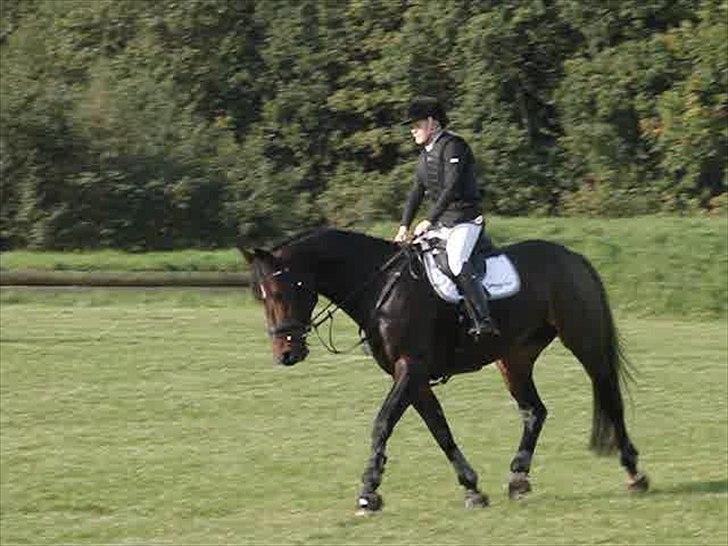 Dansk Varmblod Olympia billede 17