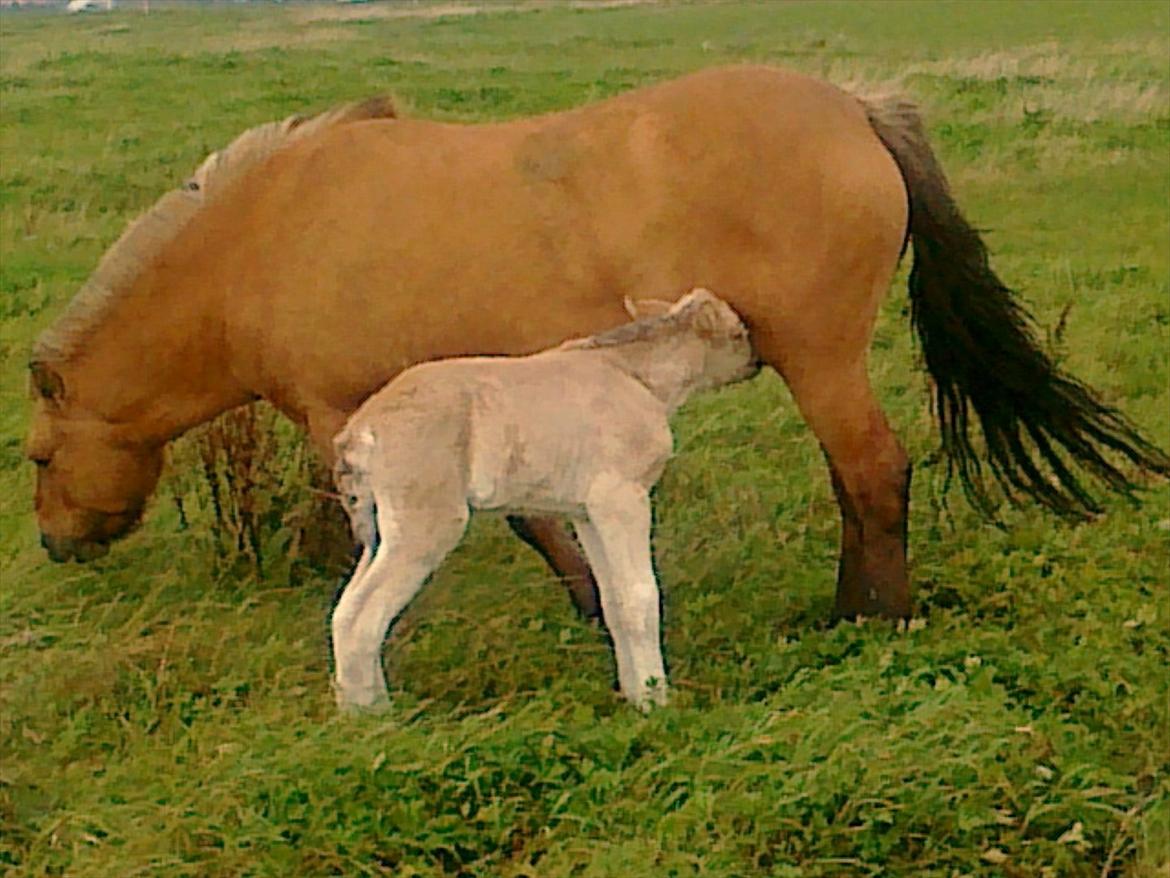 Anden særlig race dixie billede 2