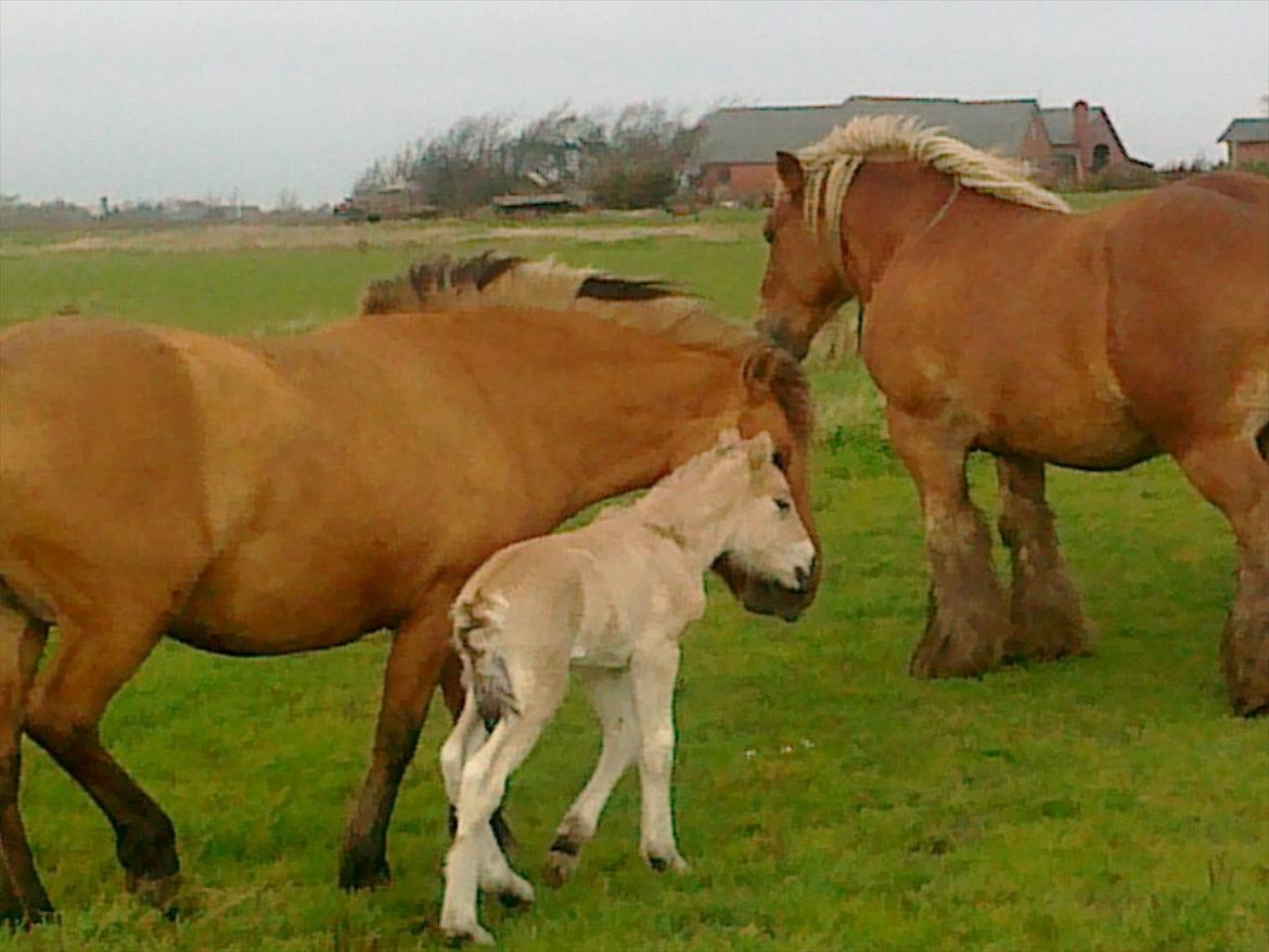 Anden særlig race dixie billede 3
