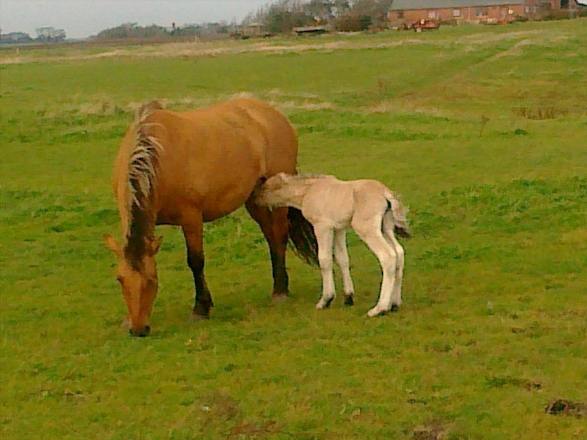 Anden særlig race dixie billede 4
