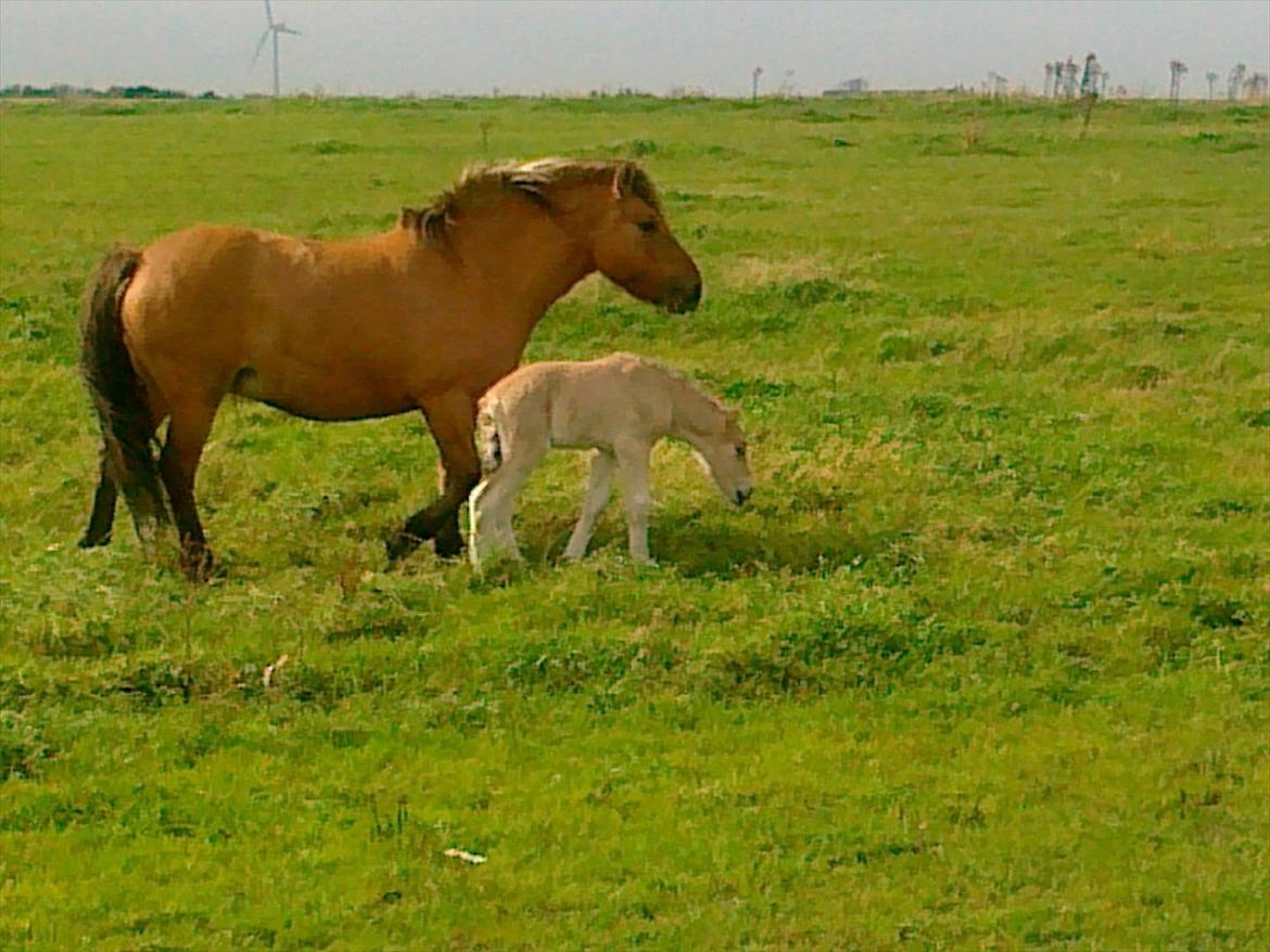 Anden særlig race dixie billede 5