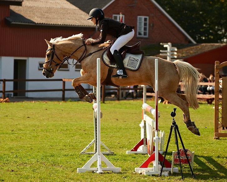 Irsk Sportspony Mr. Fudge Al A Moy (Futte) - MB1* på SOLR - vaaandt ! :-D
Uden dig, ingen mig! ♥ billede 4