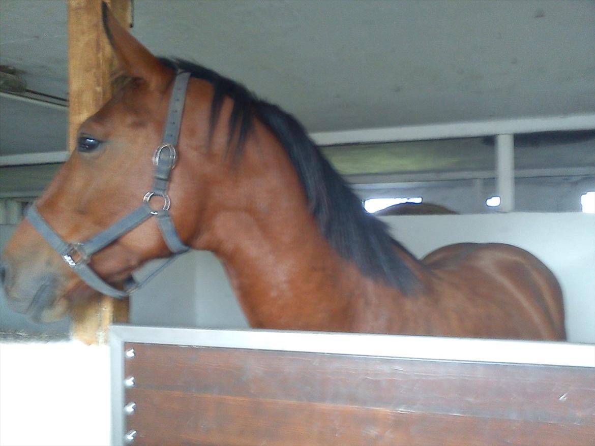 Oldenborg Bakkegaards Smilla billede 4
