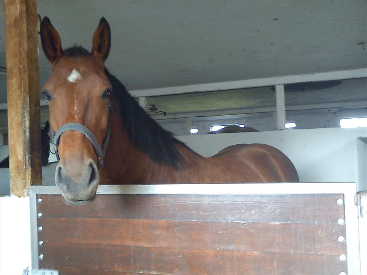 Oldenborg Bakkegaards Smilla billede 1
