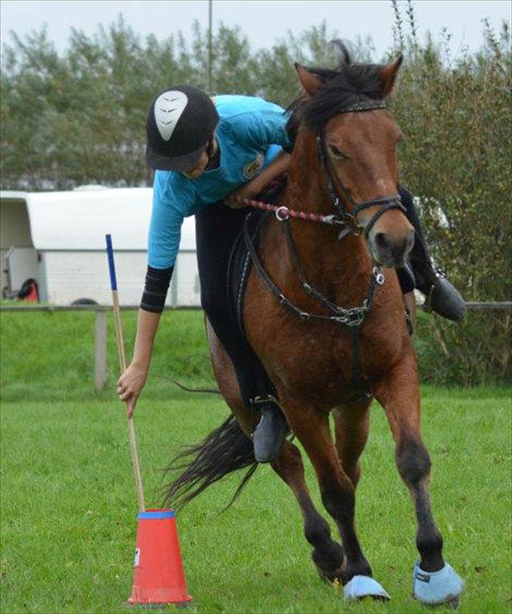 New Forest Luxie - September 2011, DM hold <3 foto: Anita Rasmussen billede 2