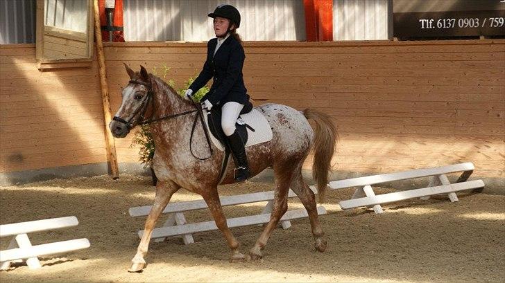 Anden særlig race Jolly Jumper - Jolly og jeg til stævne i EUR
Foto: Alexandra billede 13