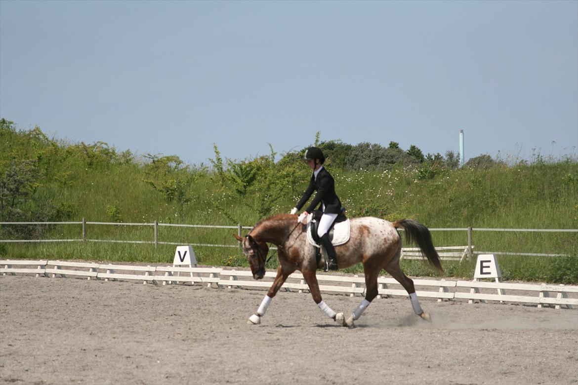 Knabstrupper Hoffgaards Anton billede 4