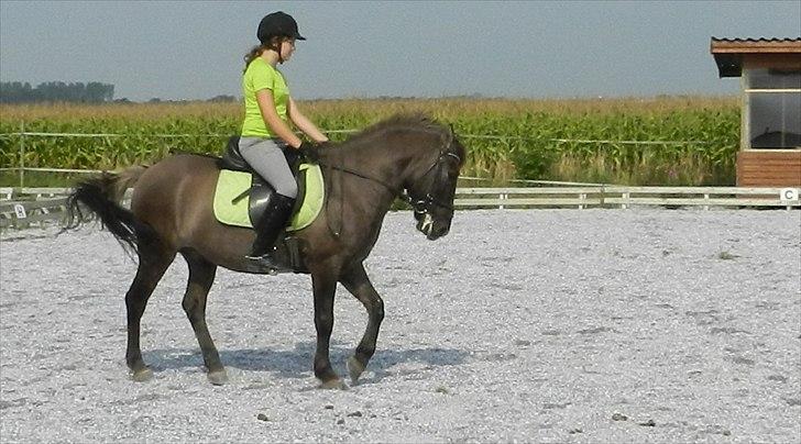 Konik Polski | Konik - Dressur træning (:
Foto: mor m. mit kamera billede 11