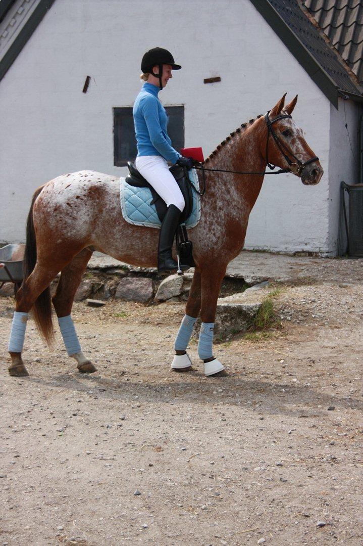 Knabstrupper Hoffgaards Anton - til min venindes konfirmation :) billede 5