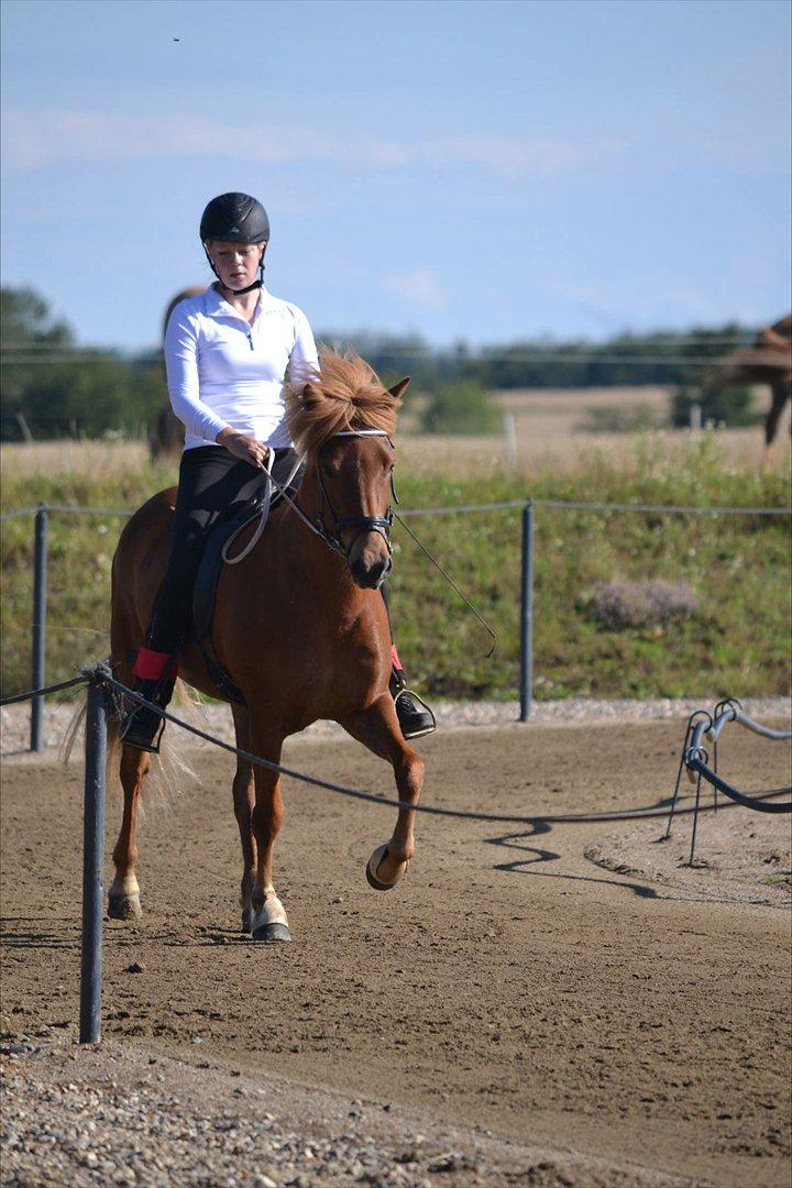 Islænder dúfa fra Lilkjær billede 9