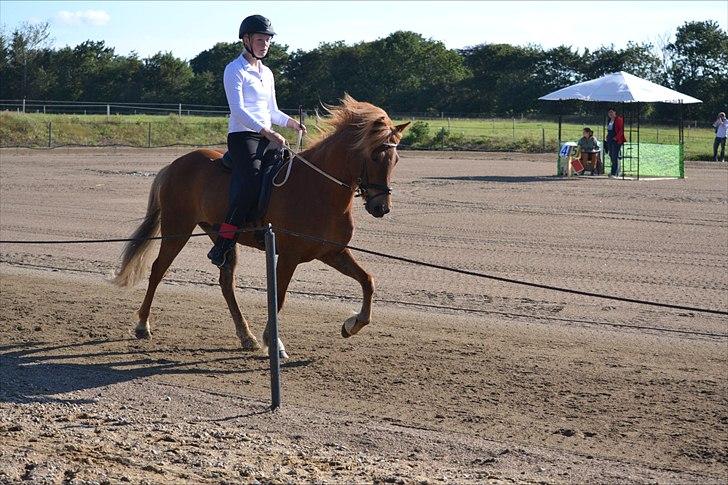 Islænder dúfa fra Lilkjær billede 10