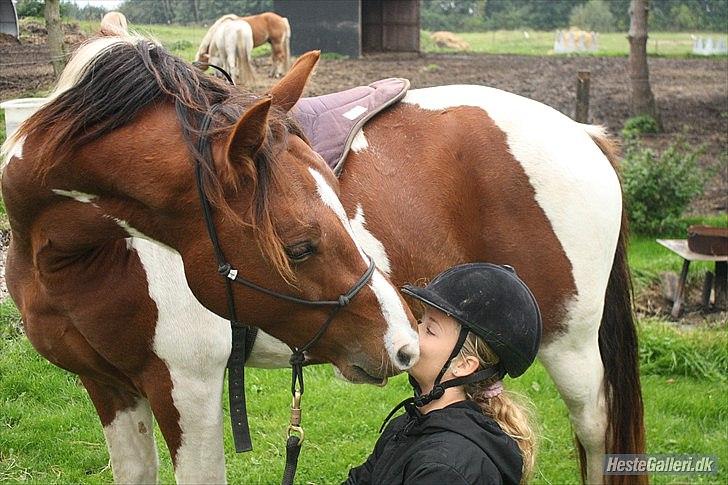 Welsh Partbred (Sec F) Blanding Alasho |My One| )´: - 11) Du betyder alt, der er ingen ord, for vores op og nedture! <3 billede 11