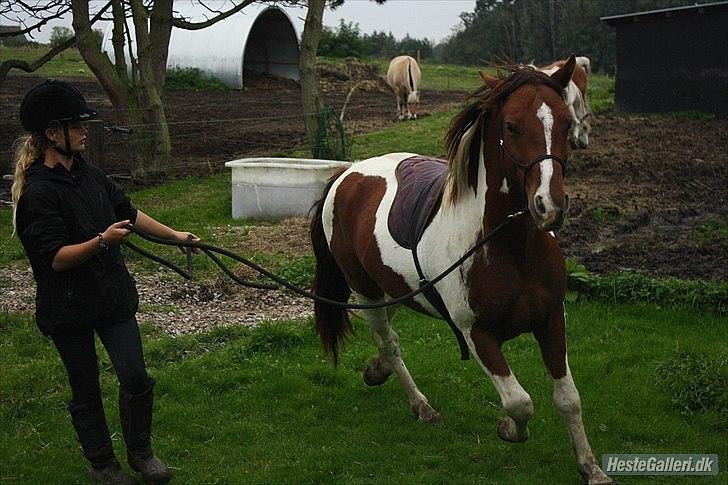 Welsh Partbred (Sec F) Blanding Alasho |My One| )´: - 20) 3 ord, 12 bogstaver, 4 vokaler, en betydning.... Jeg elsker dig<3. foto-Wiberg-photo billede 19