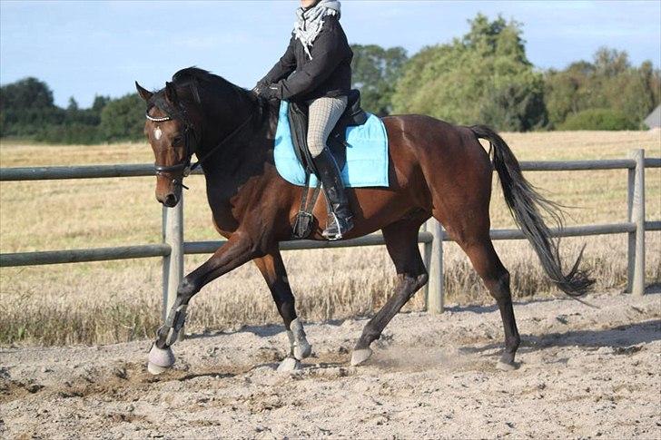 Dansk Varmblod Cameo Star Wind - Velkommen til Cameo's profil :-) billede 1