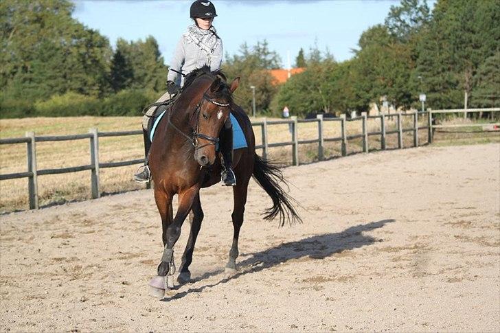 Dansk Varmblod Cameo Star Wind - Lidt dressur.  billede 2