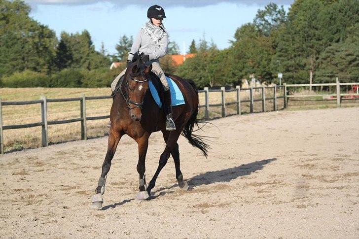 Dansk Varmblod Cameo Star Wind billede 3