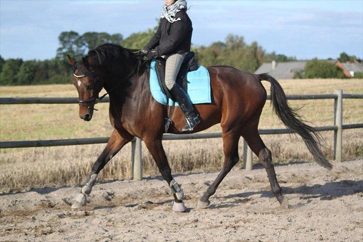 Dansk Varmblod Cameo Star Wind - Dejlig hest. billede 4