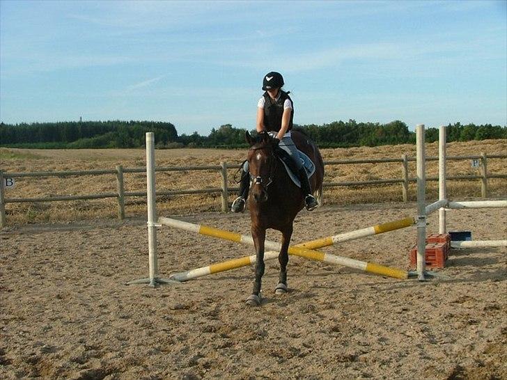 Dansk Varmblod Cameo Star Wind - Lidt spring undervisning. Foto Katrine G Larsen. billede 5