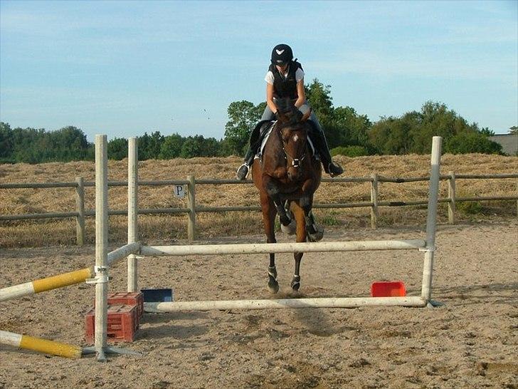 Dansk Varmblod Cameo Star Wind - Hop lille mand. billede 6