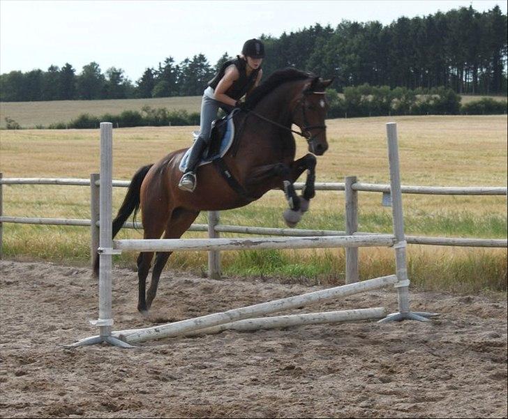 Dansk Varmblod Cameo Star Wind billede 7