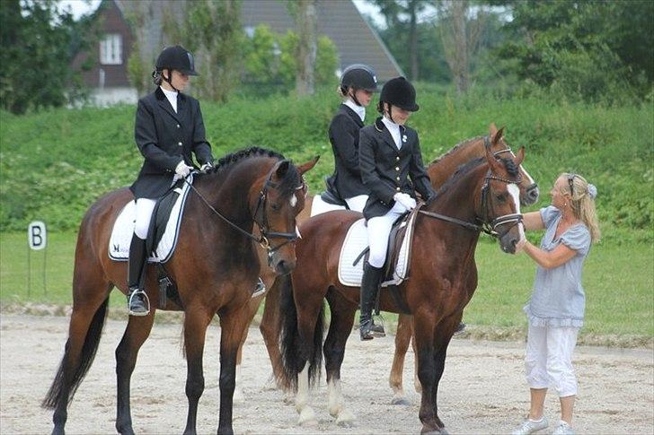 Dansk Varmblod Cameo Star Wind - Hos Cathrine Dufour. billede 8