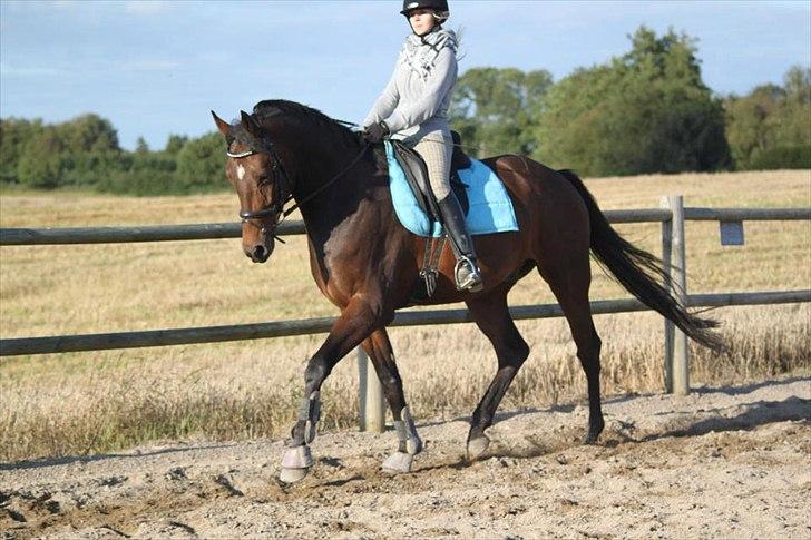 Dansk Varmblod Cameo Star Wind - Elsker dig basse<3 billede 9