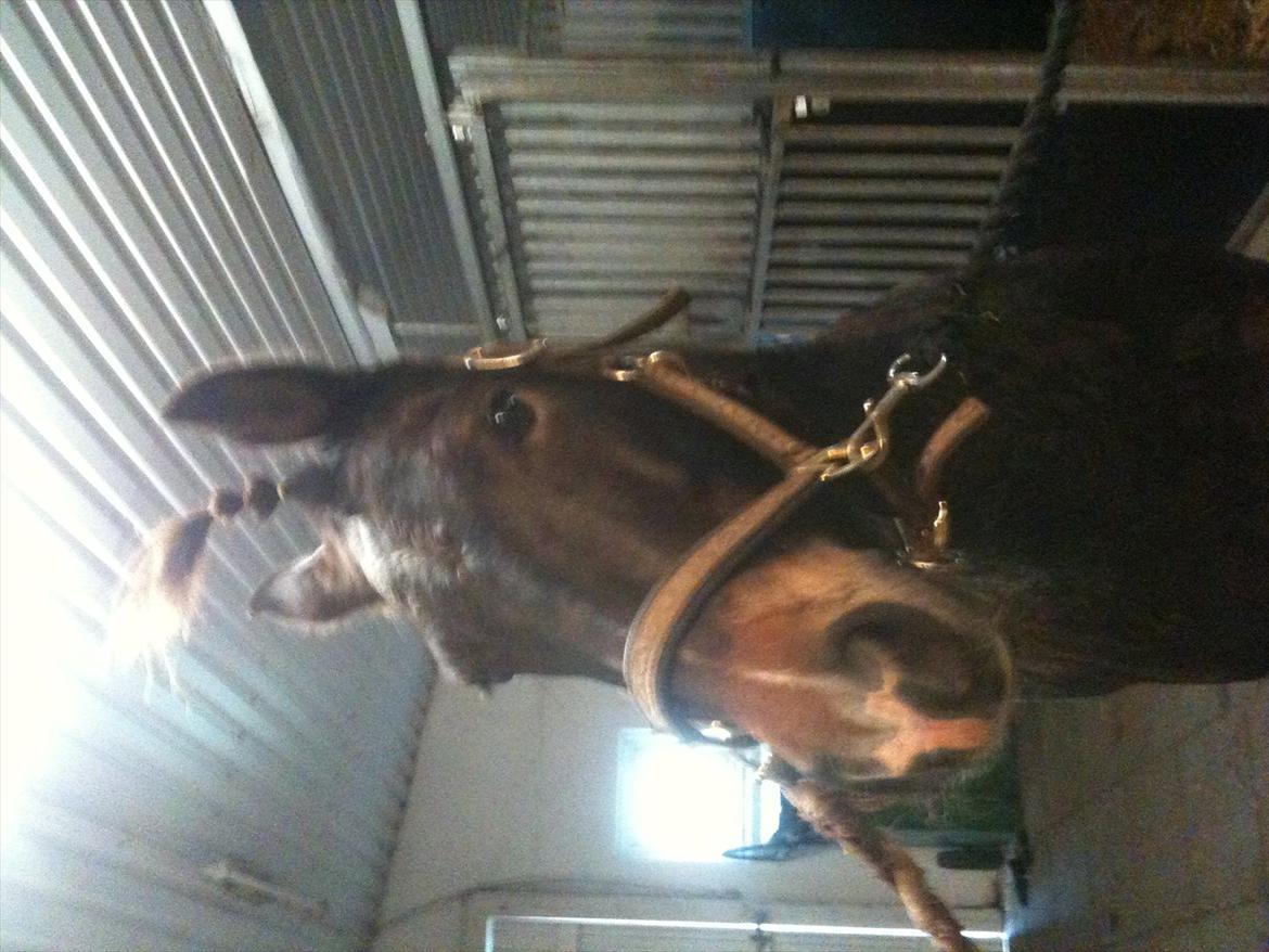 Anden særlig race Markant - Markant får sat hår for sjov


billede taget i hodsager billede 1