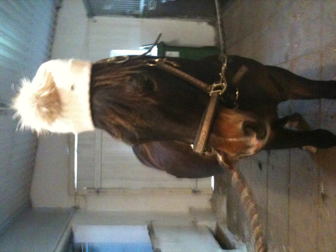 Anden særlig race Markant - Markant fryser ørene


billede taget i hodsager billede 4