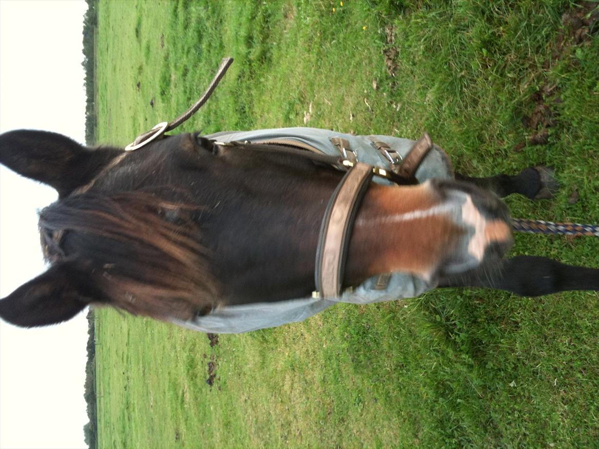 Anden særlig race Markant - Markant kommer til mig på fold


billede taget i hodsager billede 5