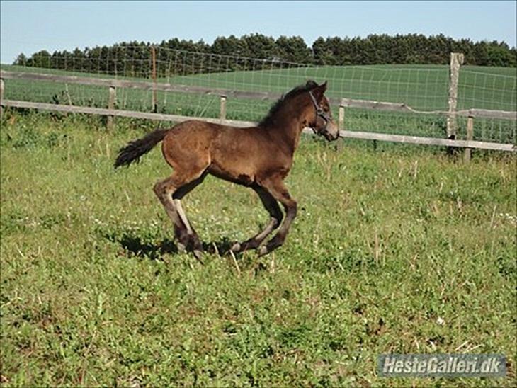 {{currentPhoto.altText}} billede {{currentPhoto.number}}