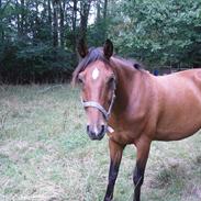 Anden særlig race Dancer