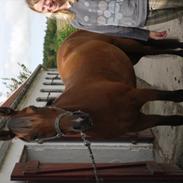 Anden særlig race Dancer