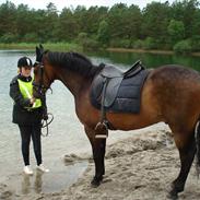 New Forest Fair Choice Sambuca