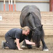 Frieser Castello von Shelde