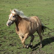 Haflinger Nero 