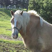 Haflinger Nero 