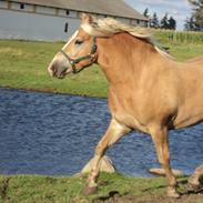 Haflinger Nero 