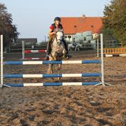 Welsh Pony (sec B) -Smilla