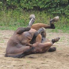 Dansk Varmblod Ran Frydenlund